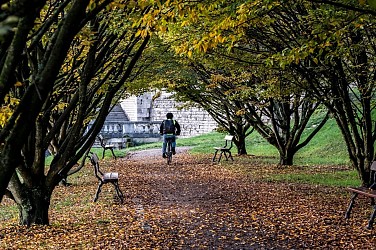 Entre Domaines et Forêt