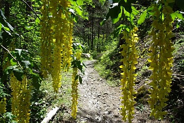 SENTIER THÉMATIQUE : Le Sentier du Cloutas