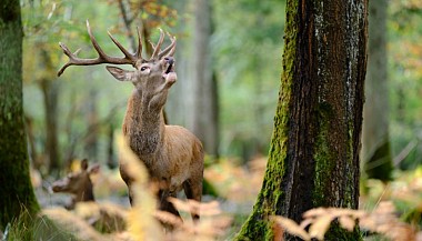 Huttopia Rambouillet : Balade dans la forêt domaniale