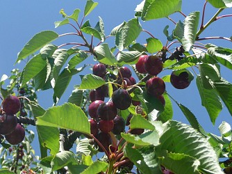 Circuit VTT 68 - La Ronde du Bigarreau
