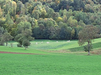 Circuit VTT 124 - Brévenne Gimond