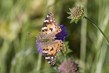 Le sentier de la Butte au Marais