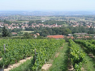 Circuit VTT 151 - Petit tour sur le plateau