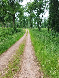 A la forêt de Balaty