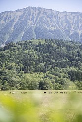 Le Crêt - Cani'spot n°8