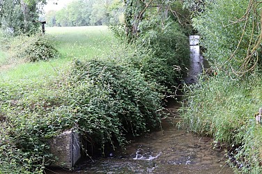 Orée de la forêt