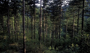 MANOSQUE - Entre crêtes de Bellevue et forêt Domaniale de Pélicier