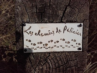 MANOSQUE - Les chemins de la forêt de Pélicier