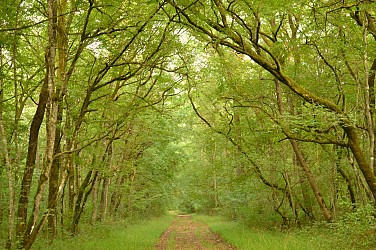 La ronde des moines en forêt de Chizé - Chizé