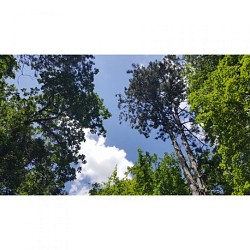 Zoodyssée, sous les frondaisons de la forêt de Chizé (petite boucle)