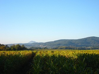 La vigne du puy de Loule