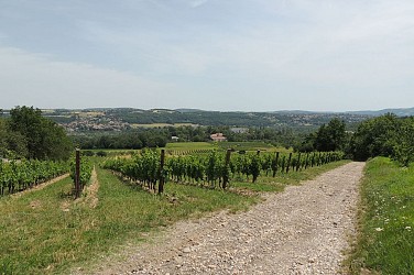 Wine trails at the heart of the vineyards