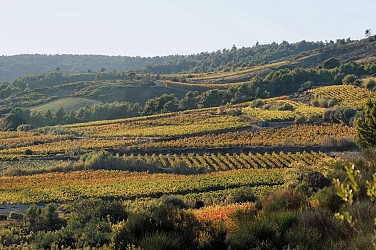 RANDONNÉE LE PUECH DE LA VIGNE NÈGRE