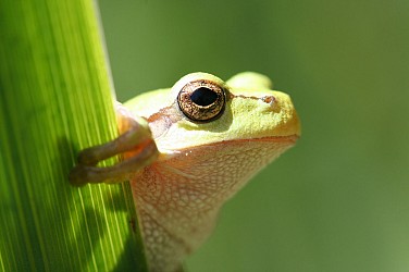 Balade pédestre en famille dans la réserve naturelle régionale des étangs de Mépieu