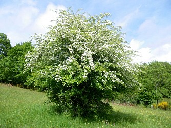 Chemin des Belles Epines