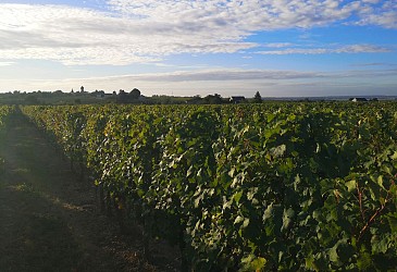 Circuit de randonnée : De bois en vigne et lavoirs - Variante