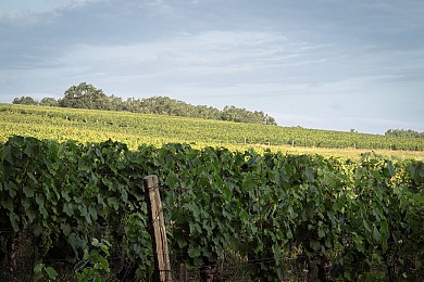 CIRCUIT VELO - DANS LES VIGNES A BICYCLETTE