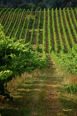 Balade complète des cépages