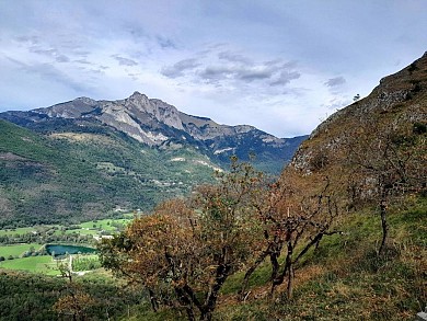 Le Genévrier Thurifère (18)