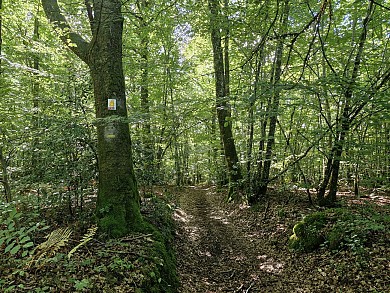 Forêt de Montard