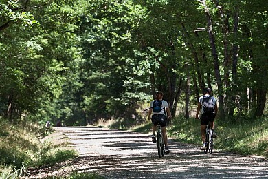 PARCOURS VTT LOISIRS FORÊT DE BUZET