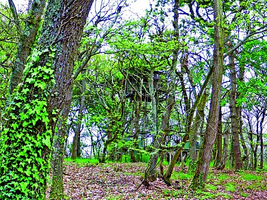 Bois et landes d'Urdès