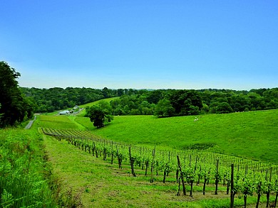 Sentier forestier du Laring