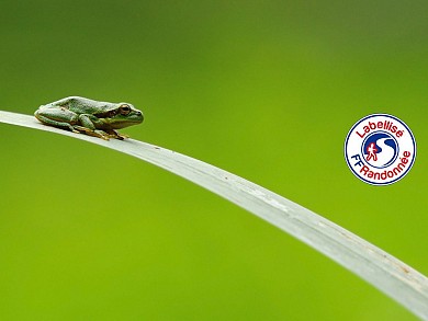 Sentier du boisement de la Lière - SAINTE FLAI ...