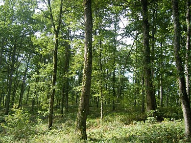Sentier de découverte de la forêt de Sivens