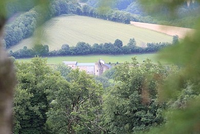 Houx et buis