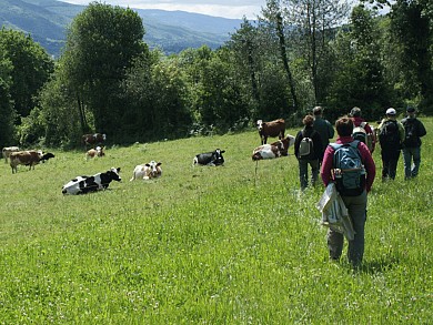 Le sentier des Hautes Futaies