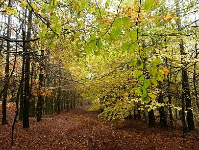 N°5 Forêt de Beson & Les Maitres Verriers