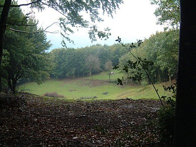 N°8 Le Sentier des Hautes Futaies