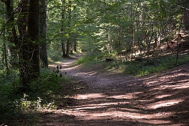 Sentier de découverte de la forêt de Sérénac