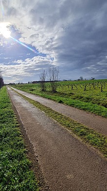 Sentier des Vignes - Saint Germain de Prinçay