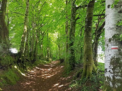Les balcons de la vallée du Thoré - Trail