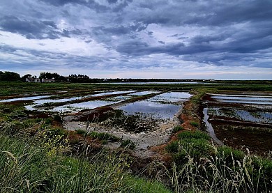 Tour de l'île de Ré par la Réserve naturelle d ...