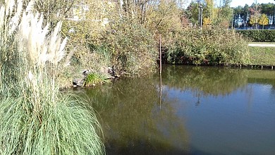 Balade à roulettes : Bruges, étang et bassins