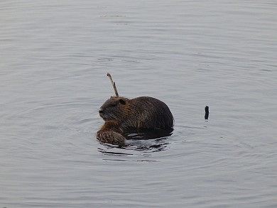 Balade à roulettes : Le parc de Majolan