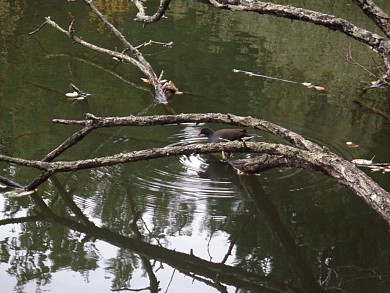 Balade à roulettes : Parc de Fontaudin
