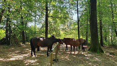 CIRCUIT ÉQUESTRE LA MÉLUSINE