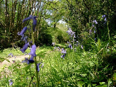 CIRCUIT VTT N°9 - BOURNEAU