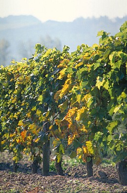 A la découverte du Chasselas