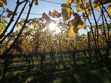 LA RONDE DES VIGNES - VILLEMATIER