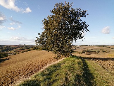 LES CHENES DE LA GAROUILLE - BONDIGOUX