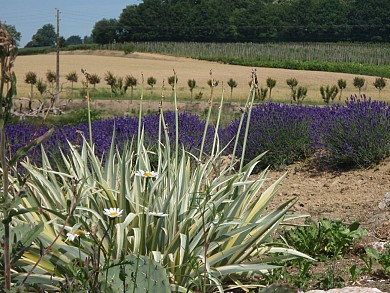CIRCUIT PÉDESTRE LE SENTIER DES FOUGÈRES (LA T ...