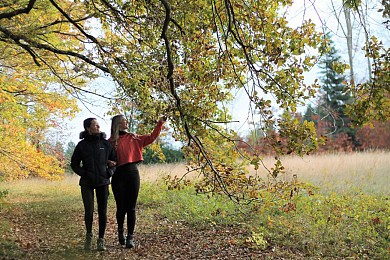Sentier de l'Arboretum - forêt de Cardeilhac