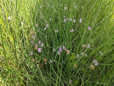 Aurignac "Sentier des Bruyères"