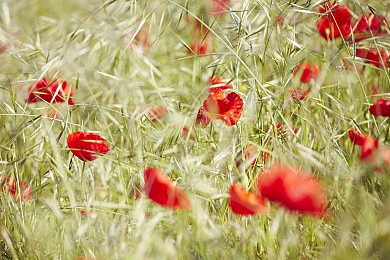 CIRCUIT DES FERMES N°31