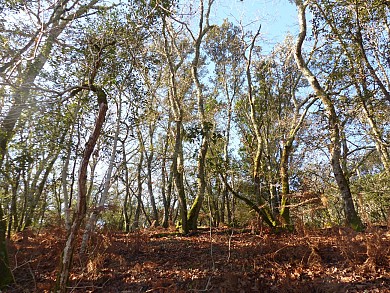 Le sentier des Chênes - Réserve Naturelle de H ...